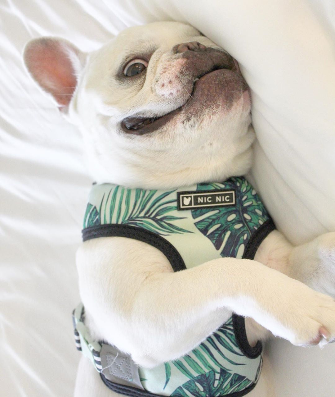 Tropical French Bulldog Leash and Harness