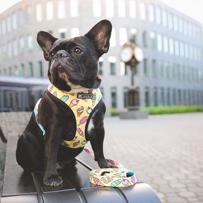 Tropical French Bulldog Leash and Harness