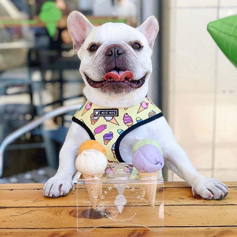 Tropical French Bulldog Leash and Harness