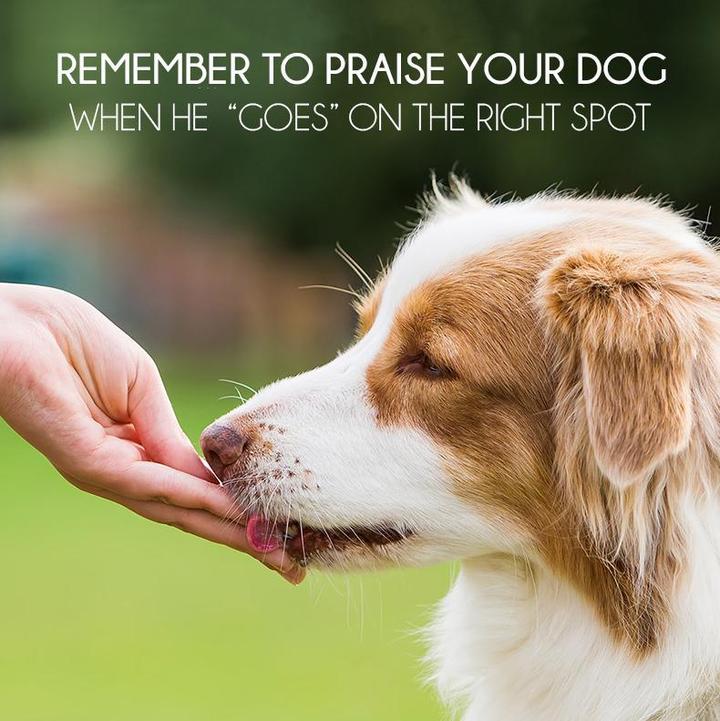 SelfCoach Pet Potty Training Spray